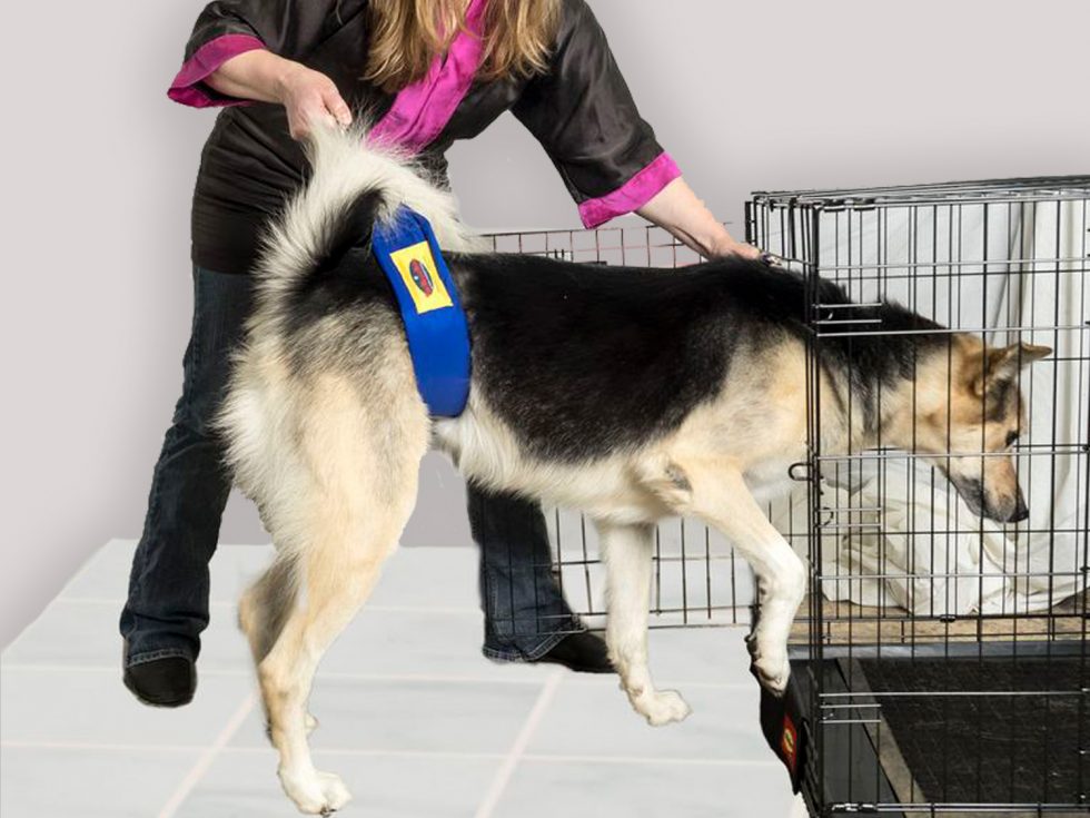 The Belly Band Grooming Safety by Jessica